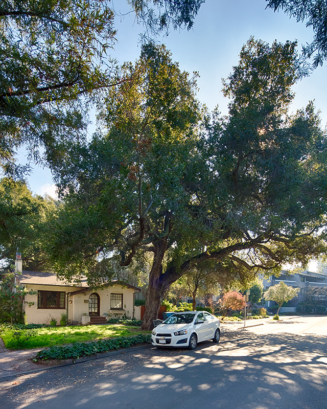 Pacific Live Oak over 100 years old, considered a Palo Alto heritage tree Pacific Live Oak over 100 years old