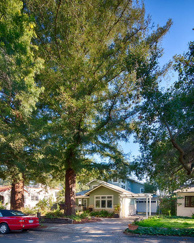Redwood Tree about 100 years old, considered a Palo Alto heritage tree Redwood Tree about 100 years old