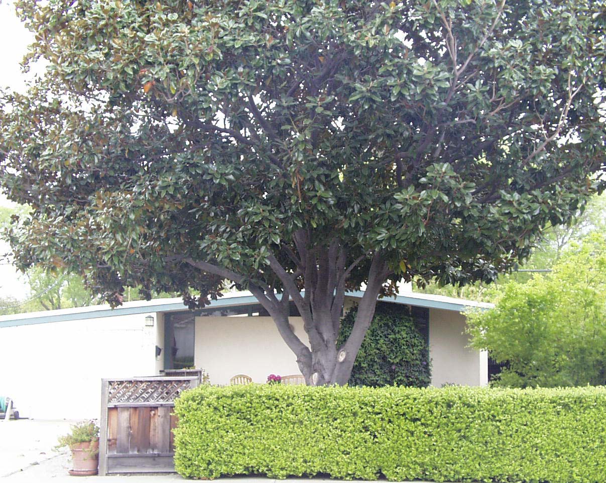 658 Woodhams Road, Santa Clara