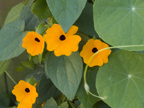 126 Albacore Ln, Foster City 94404 - Flower Orange 