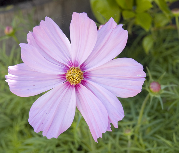 Flower Pink Picture - 126 Albacore Ln, Foster City 94404 Flower Pink picture - 126 Albacore Ln, Foster City 94404