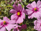 126 Albacore Ln, Foster City 94404 - Flower Pinks 