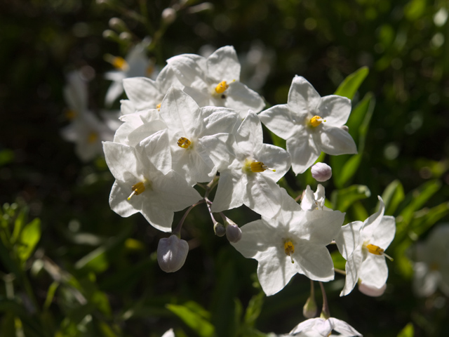 White Flower  picture - 181 El Verano Ave, Palo Alto 94306