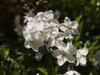 White Flower 