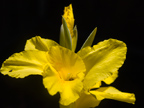 Yellow Flower 
