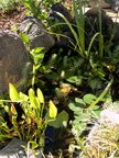 Pond 
