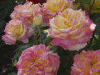 575 Madison Way, Palo Alto 94303 - Roses 