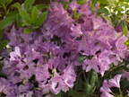 3263 Murray Way, Palo Alto 94303 - Rhododendron 