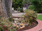871 Sycamore Dr, Palo Alto 94303 - Backyard Tree 