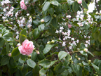 871 Sycamore Dr, Palo Alto 94303 - Camillia 
