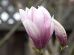 871 Sycamore Dr, Palo Alto 94303 - Magnolia 