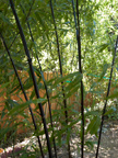 605 W Hillsdale Blvd, San Mateo 94403 - Black Bamboo 
