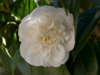 605 W Hillsdale Blvd, San Mateo 94403 - Camillia White 