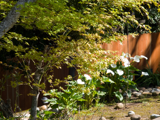 Maple  picture - 605 W Hillsdale Blvd, San Mateo 94403