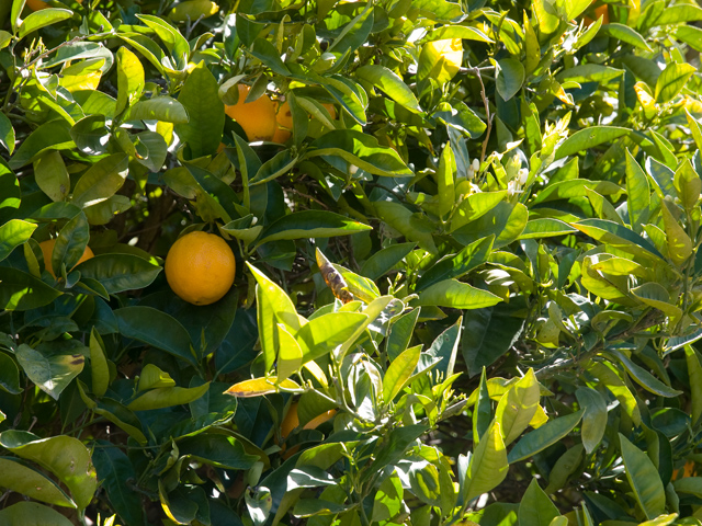 Orange Tree Picture - 605 W Hillsdale Blvd, San Mateo 94403 Orange Tree picture - 605 W Hillsdale Blvd, San Mateo 94403