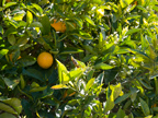 605 W Hillsdale Blvd, San Mateo 94403 - Orange Tree 