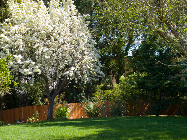 Pear Tree (B) Picture - 605 W Hillsdale Blvd, San Mateo 94403 Pear Tree (B) picture - 605 W Hillsdale Blvd, San Mateo 94403