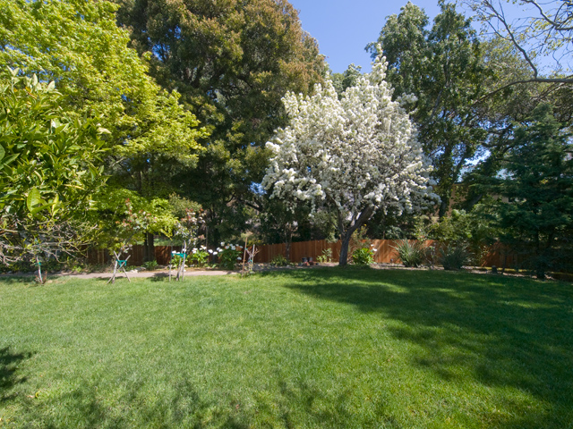 Pear Tree Picture - 605 W Hillsdale Blvd, San Mateo 94403 Pear Tree picture - 605 W Hillsdale Blvd, San Mateo 94403
