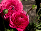 605 W Hillsdale Blvd, San Mateo 94403 - Ranunculus 