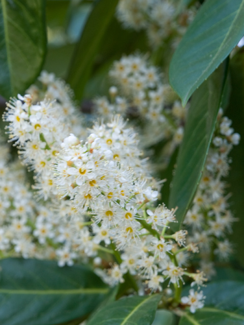 Spirea Picture - 605 W Hillsdale Blvd, San Mateo 94403 Spirea picture - 605 W Hillsdale Blvd, San Mateo 94403