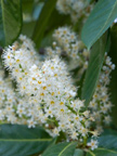 605 W Hillsdale Blvd, San Mateo 94403 - Spirea 