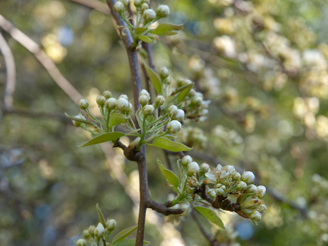 Tree Blossom Picture - 605 W Hillsdale Blvd, San Mateo 94403 Tree Blossom picture - 605 W Hillsdale Blvd, San Mateo 94403