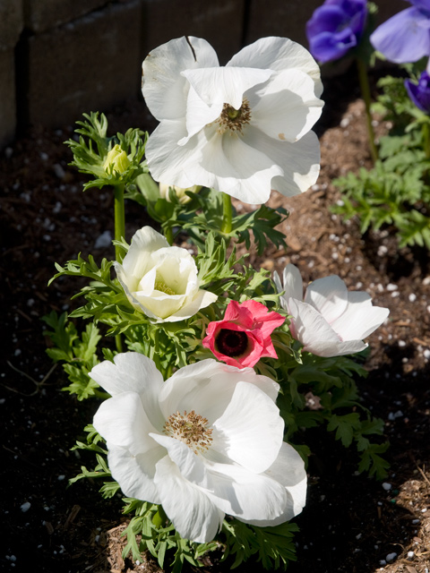 White Poppy Picture - 605 W Hillsdale Blvd, San Mateo 94403 White Poppy picture - 605 W Hillsdale Blvd, San Mateo 94403