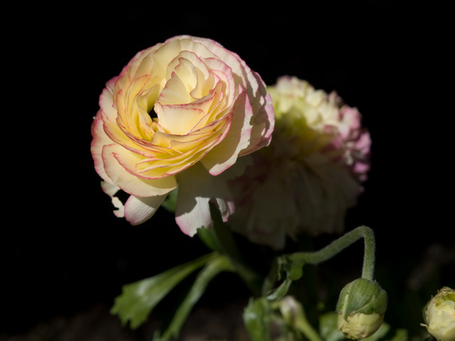 Y Ranunculus Picture - 605 W Hillsdale Blvd, San Mateo 94403 Y Ranunculus picture - 605 W Hillsdale Blvd, San Mateo 94403