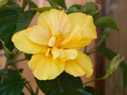 605 W Hillsdale Blvd, San Mateo 94403 - Yellow 