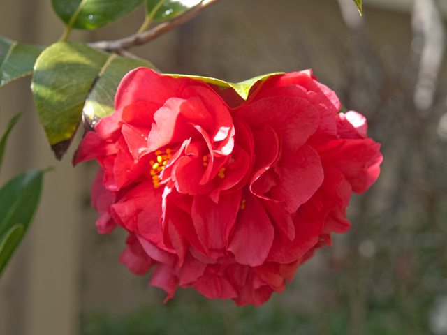 Camillia  picture - 3059 Louis Rd, Palo Alto 94303