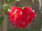Camillia 
