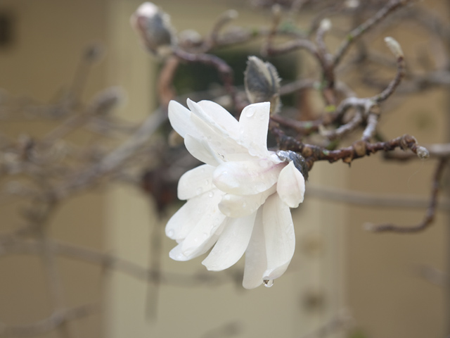 Star Magnolia  picture - 3059 Louis Rd, Palo Alto 94303