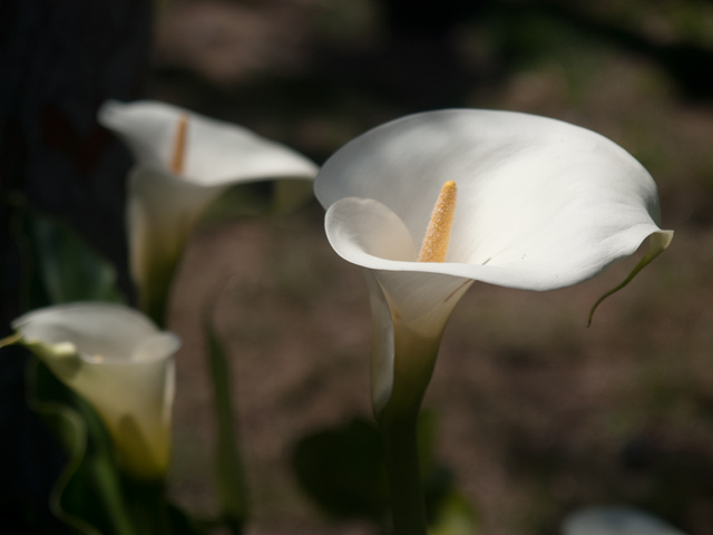 Lily  picture - 278 Monroe Dr 34, Mountain View 94040