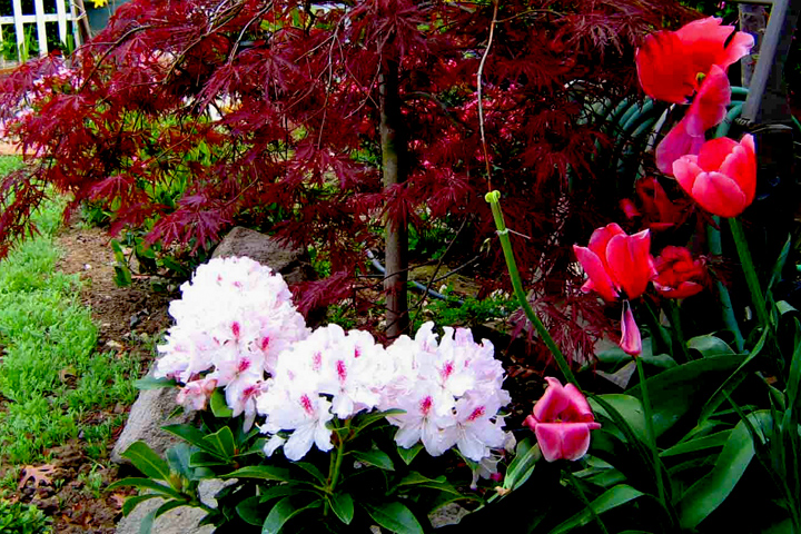 Entry Flowers  picture - 744 Lois Ave, Sunnyvale 94087