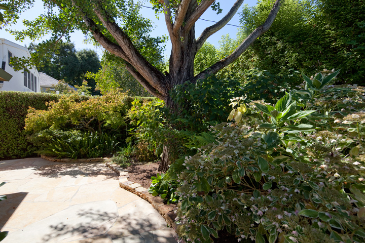 Backyard (A) picture - 265 Tennyson Ave, Palo Alto 94301