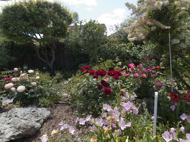 Backyard (D) picture - 942 Heatherstone Way, Sunnyvale 94087