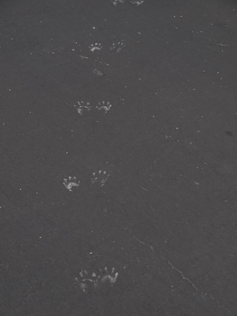 Wildlife Tracks  picture - 18 Portofino Cir, Redwood Shores 94065