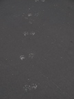 18 Portofino Cir, Redwood Shores 94065 - Wildlife Tracks 
