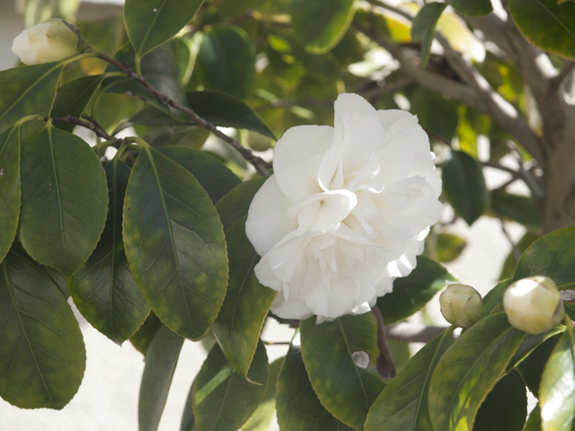 Camellia  picture - 3337 Vernon Ter, Palo Alto 94303