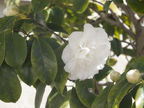 Camellia 