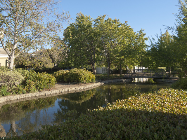 Back Yard (C) Picture - 810 Corriente Point Dr, Redwood Shores 94065 Back Yard (C) picture - 810 Corriente Point Dr, Redwood Shores 94065