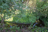 881 Parma Way, Los Altos 94024 - Creek (A)