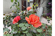 649 Minnesota Ave, San Jose 95125 - Rose 