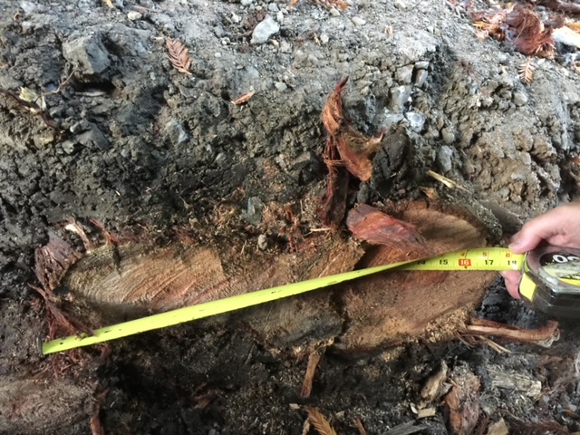 Redwood tree root