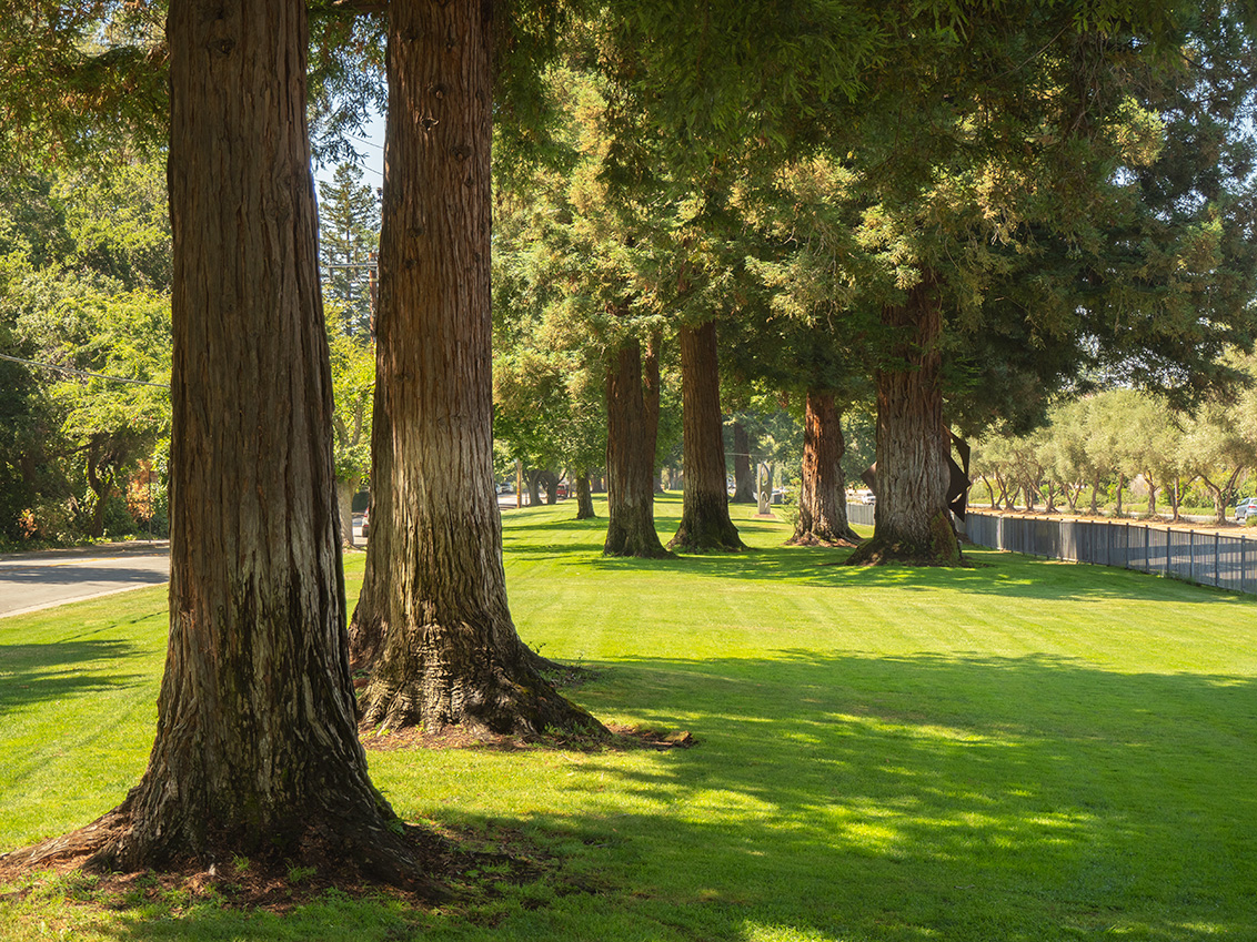 Lincoln Park - Los Altos, CA