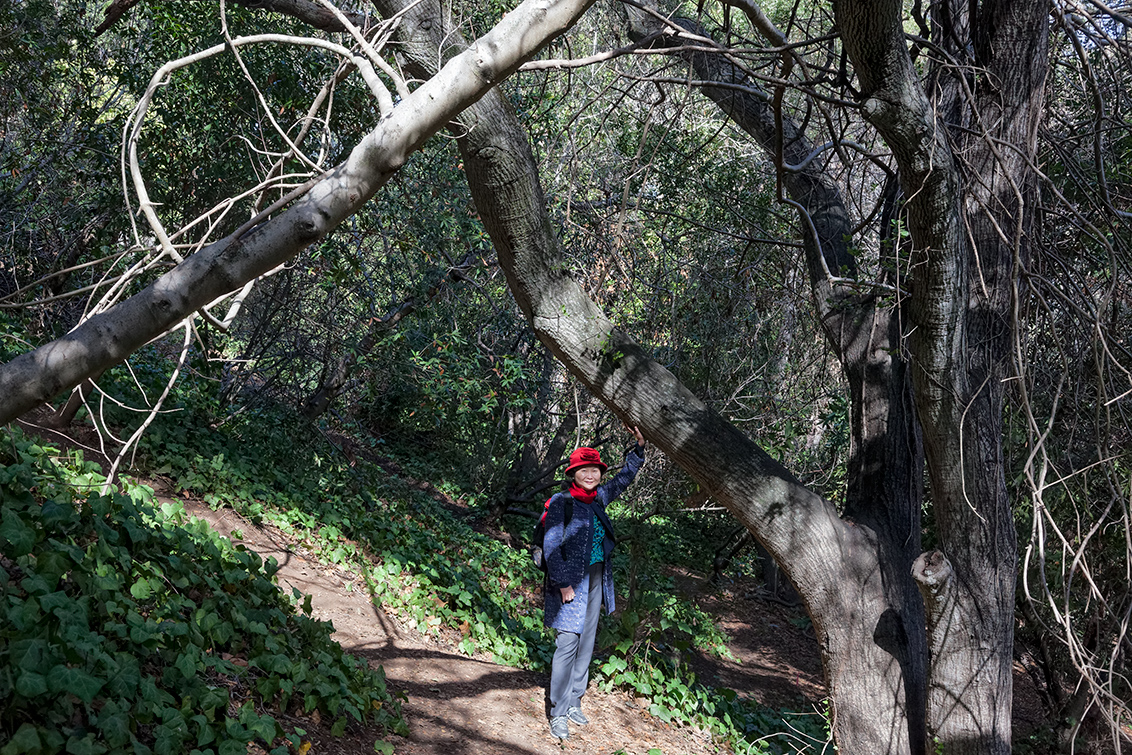 Redwood Grove Park - Los Altos, CA