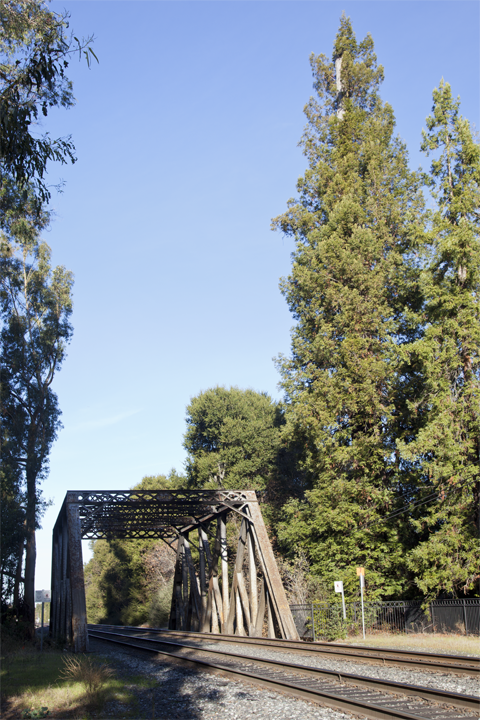 El Palo Alto - Palo Alto, CA